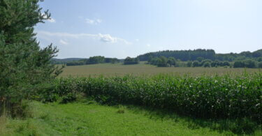 výhled na zelené pole s kukuřicí a v dálce les, modrá obloha