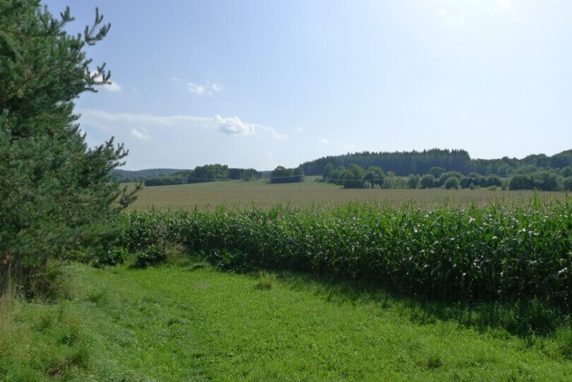 výhled na zelené pole s kukuřicí a v dálce les, modrá obloha