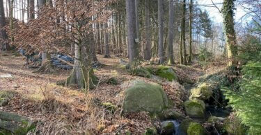 říčka s kameny, jehličnatý les